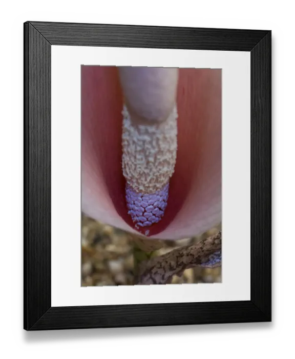 Framed Print : Voodoo lily (Amorphophallus bulbifer), female flowers fluroescing in UV light, male flowers above Framed Print : Voodoo lily (Amorphophallus bulbifer), female flowers fluroescing in UV light, male flowers above
