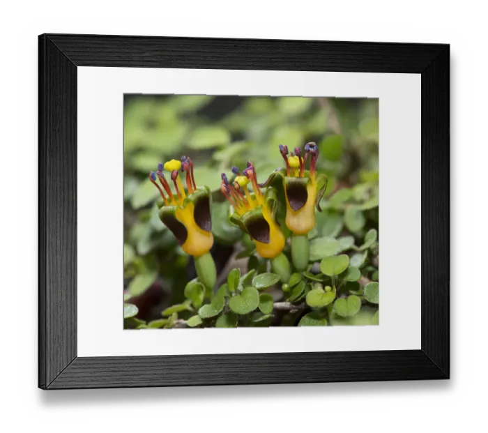 Framed Print : Trailing fuschsia (Fuchsia procumbens) cultivated in alpine house, Surrey, England, UK Framed Print : Trailing fuschsia (Fuchsia procumbens) cultivated in alpine house, Surrey, England, UK