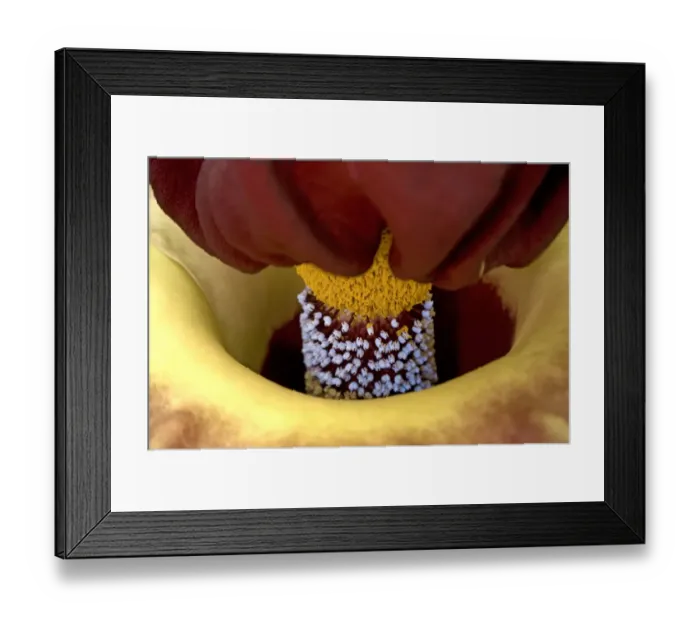 Framed Print : Elephant yam (Amorphophallus paeoniifolius) in UV light, lower band with female flowers Framed Print : Elephant yam (Amorphophallus paeoniifolius) in UV light, lower band with female flowers