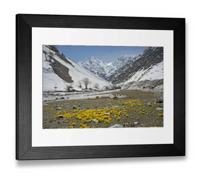 Framed Print : Celandine crocus (Crocus korolkowii) carpets in areas of snowmelt. Near Ansob Pass, Tajikistan Framed Print : Celandine crocus (Crocus korolkowii) carpets in areas of snowmelt. Near Ansob Pass, Tajikistan