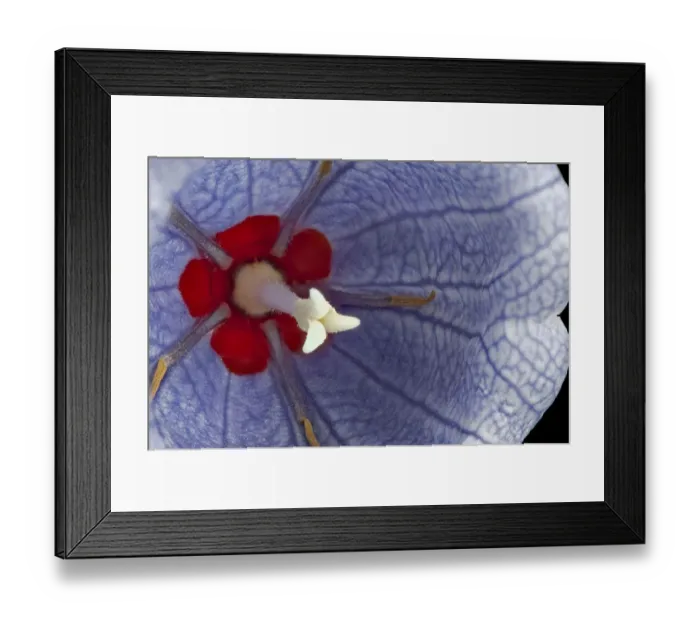 Framed Print : Mauritian bloody bellflower (Nesocodon mauritianus), female phase with red nectar at base of style Framed Print : Mauritian bloody bellflower (Nesocodon mauritianus), female phase with red nectar at base of style