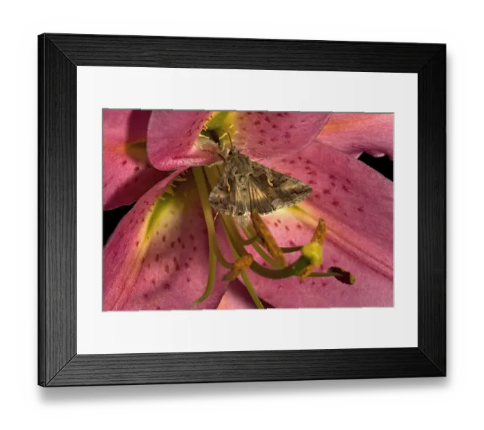 Framed Print : Silver Y moth (Autographa gamma) nectaring on Lily (Lilium Stargazer ). Surrey Framed Print : Silver Y moth (Autographa gamma) nectaring on Lily (Lilium Stargazer ). Surrey