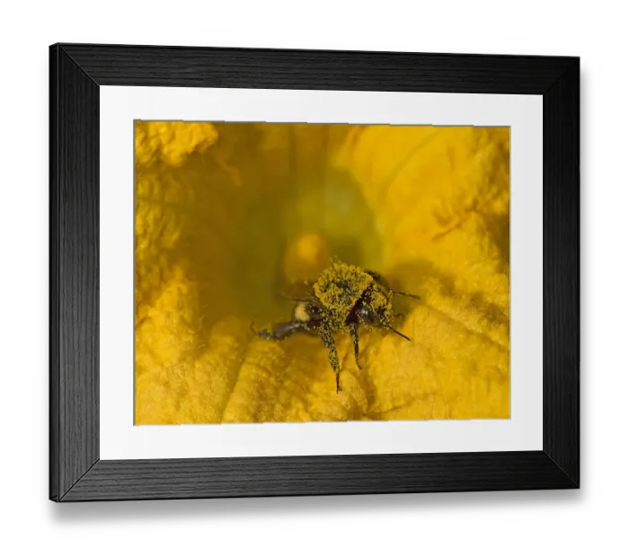 Framed Print : Bumblebee (Bombus sp) in Squash (Cucurbita sp) flower, covered in pollen. Surrey, England, UK