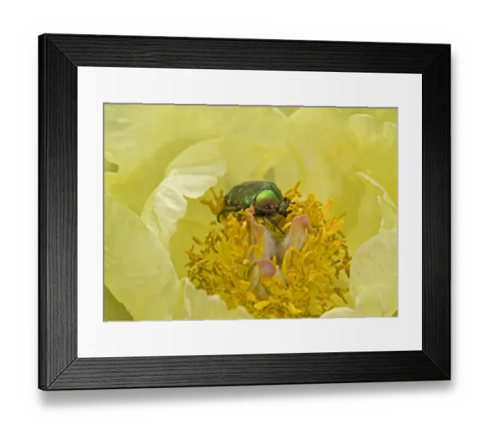 Framed Print : Rose chafer (Cetonia aurata) feeding on Caucasian peony (Paeonia mlokosewitschii) pollen Framed Print : Rose chafer (Cetonia aurata) feeding on Caucasian peony (Paeonia mlokosewitschii) pollen