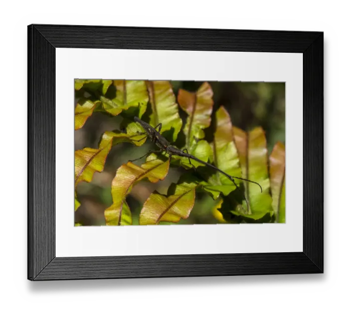 Framed Print : New Zealand giraffe weevil (Lasiorhynchus barbicornis), Lake Waikaremoana, North Island Framed Print : New Zealand giraffe weevil (Lasiorhynchus barbicornis), Lake Waikaremoana, North Island
