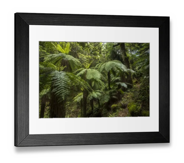 Framed Print : Tree ferns, Lake Waikaremoana, Te Urewera National Park, North Island, New Zealand Framed Print : Tree ferns, Lake Waikaremoana, Te Urewera National Park, North Island, New Zealand