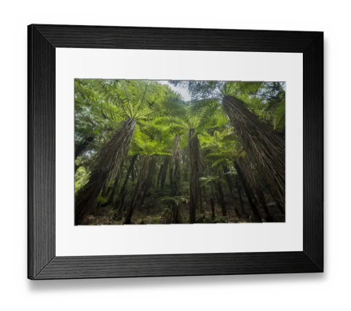 Framed Print : Tree ferns in Whirinaki Forest Park, North Island, New Zealand