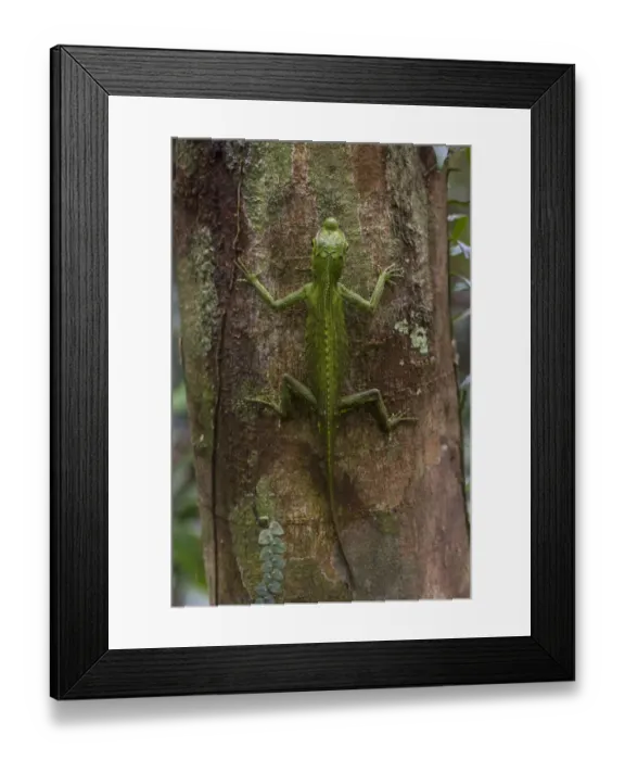 Framed Print : Hump-nosed or lyreshead lizard (Lyriocephalus scutatus), Sinharaja Forest Reserve Framed Print : Hump-nosed or lyreshead lizard (Lyriocephalus scutatus), Sinharaja Forest Reserve