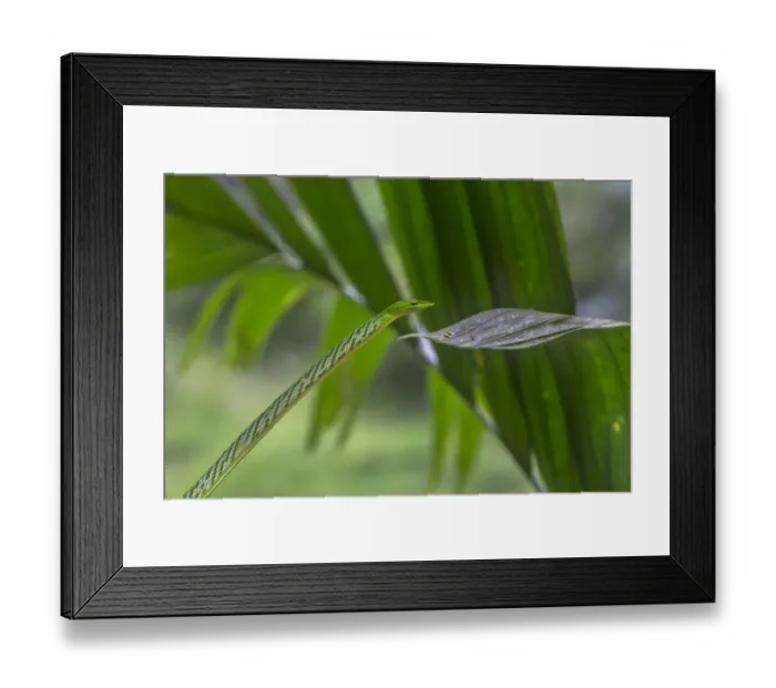 Framed Print : Green vine snake (Ahaetulla nasuta), Sinharaja Forest Reserve, Unesco Biosphere Reserve Framed Print : Green vine snake (Ahaetulla nasuta), Sinharaja Forest Reserve, Unesco Biosphere Reserve