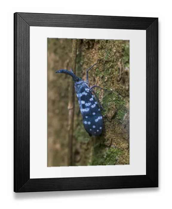 Framed Print : Lantern bug (Pyrops maculatus), Sinharaja Forest Reserve, Unesco Biosphere Reserve Framed Print : Lantern bug (Pyrops maculatus), Sinharaja Forest Reserve, Unesco Biosphere Reserve