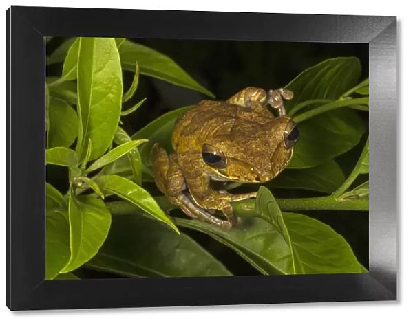 Sri Lanka whipping frog  /  Hour-glass tree-frog (Polypedates cruciger), Deniyaya, Sri Lanka