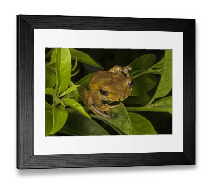 Framed Print : Sri Lanka whipping frog  /  Hour-glass tree-frog (Polypedates cruciger), Deniyaya, Sri Lanka