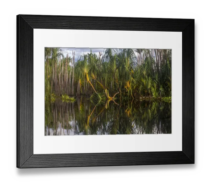 Framed Print : Pandan (Pandanus sp. ) growing in the Sabangau River, Central Kalimantan, Indonesia Framed Print : Pandan (Pandanus sp. ) growing in the Sabangau River, Central Kalimantan, Indonesia