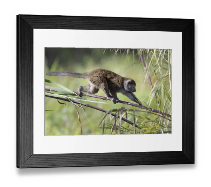 Framed Print : Lac Alaotra bamboo lemur (Hapalemur alaotrensis) walking on bamboo, Lake Alaotra, Madagascar