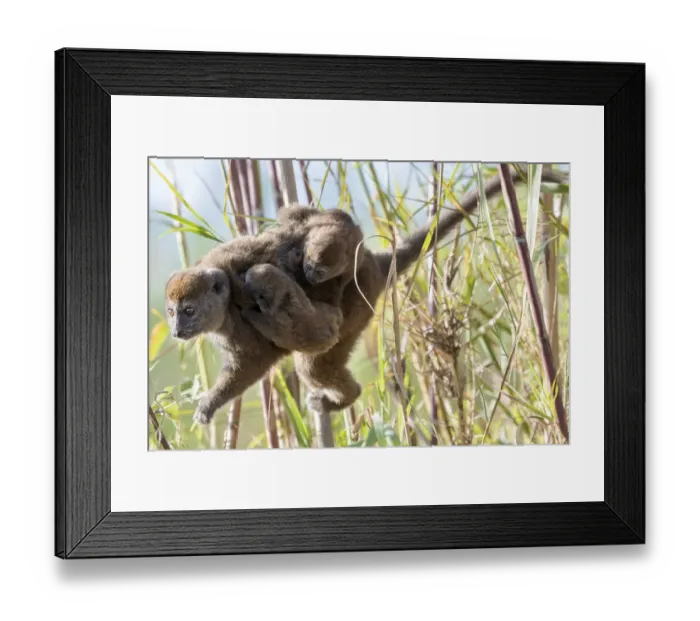 Framed Print : Lac Alaotra bamboo lemur (Hapalemur alaotrensis), carrying young, Lake Alaotra, Madagascar Framed Print : Lac Alaotra bamboo lemur (Hapalemur alaotrensis), carrying young, Lake Alaotra, Madagascar