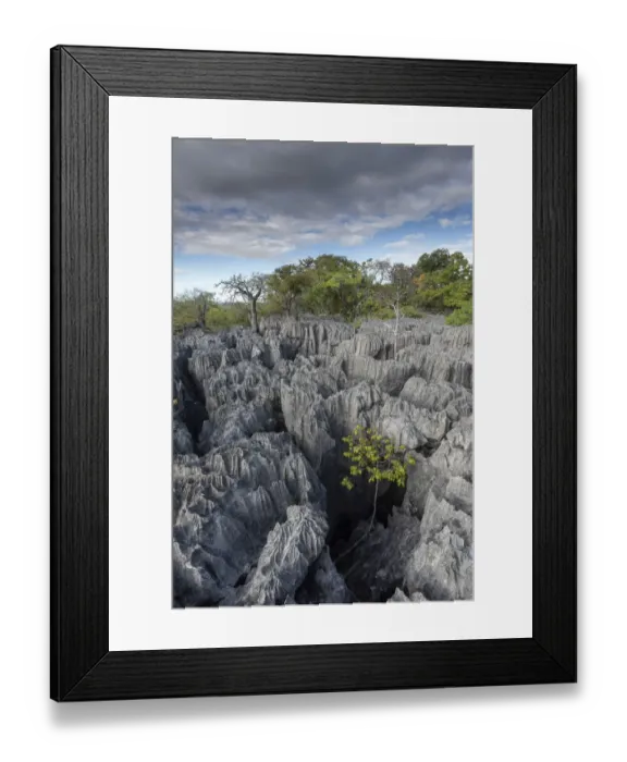 Framed Print : Rock formations at Tsingy Maeva, Ankarana NP, Madagascar Framed Print : Rock formations at Tsingy Maeva, Ankarana NP, Madagascar
