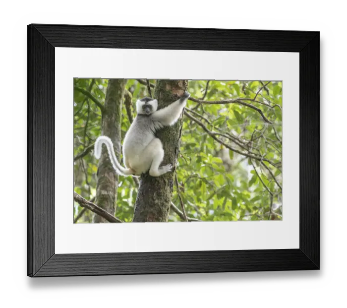 Framed Print : Silky sifaka (Propithecus candidus) in tree, Marojejy National Park, Madagascar Framed Print : Silky sifaka (Propithecus candidus) in tree, Marojejy National Park, Madagascar