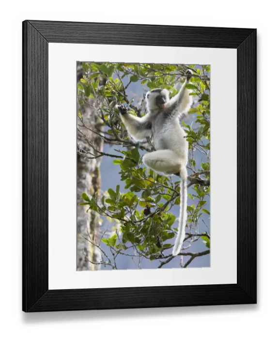 Framed Print : Silky sifaka (Propithecus candidus) in tree, Marojejy National Park, Madagascar Framed Print : Silky sifaka (Propithecus candidus) in tree, Marojejy National Park, Madagascar