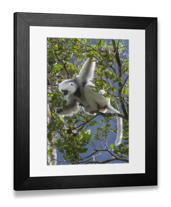 Framed Print : Silky sifaka (Propithecus candidus) in tree, Marojejy National Park, Madagascar