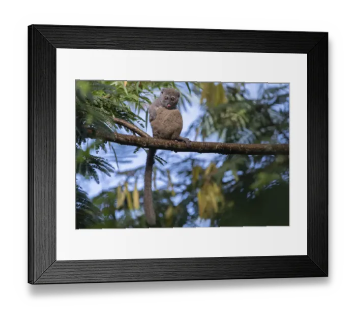 Framed Print : Northern bamboo lemur (Hapalemur occidentalis) in tree, Marojejy NP, Madagascar Framed Print : Northern bamboo lemur (Hapalemur occidentalis) in tree, Marojejy NP, Madagascar