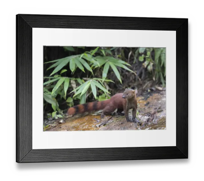 Framed Print : Ring-tailed Mongoose (Galidia elegans), Marojejy NP, Madagascar Framed Print : Ring-tailed Mongoose (Galidia elegans), Marojejy NP, Madagascar