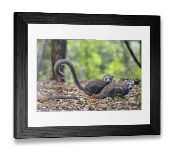 Framed Print : Crowned lemur (Eulemur coronatus) two females on ground in forest, Ankarana NP, Madgascar