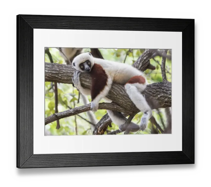 Framed Print : Coquerels sifaka (Propithecus coquereli) in tree, relaxing, Ankarafantsika National Park Framed Print : Coquerels sifaka (Propithecus coquereli) in tree, relaxing, Ankarafantsika National Park