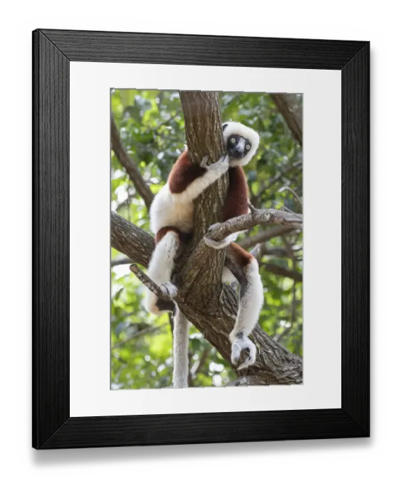 Framed Print : Coquerels sifaka (Propithecus coquereli) in tree, relaxing, Ankarafantsika National Park Framed Print : Coquerels sifaka (Propithecus coquereli) in tree, relaxing, Ankarafantsika National Park