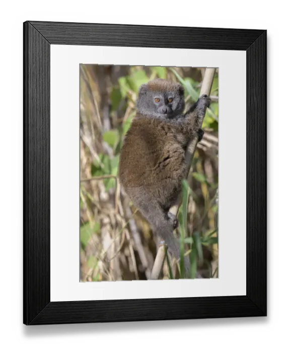 Framed Print : Lac Alaotra bamboo lemur (Hapalemur alaotrensis), Lake Alaotra, Madagascar, Criticaly Framed Print : Lac Alaotra bamboo lemur (Hapalemur alaotrensis), Lake Alaotra, Madagascar, Criticaly