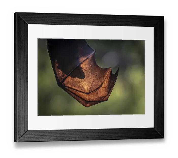 Framed Print : Silhouette of the head of a Grey-headed flying-fox (Pteropus poliocephalus) through its wings