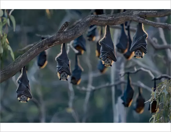 Grey-headed flying-foxes (Pteropus poliocephalus) at a colony hang together at sunset