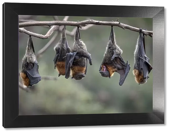 Grey-headed Flying-foxes (Pteropus poliocephalus) at a colony hang together on a branch