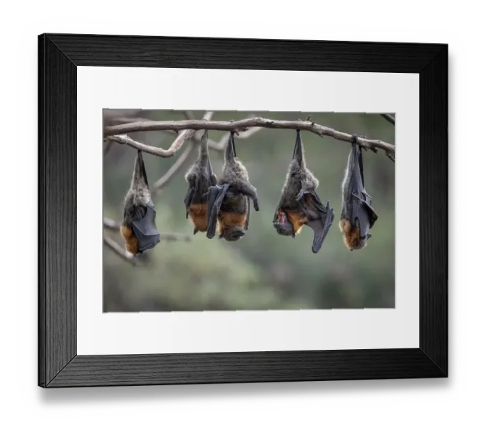 Framed Print : Grey-headed Flying-foxes (Pteropus poliocephalus) at a colony hang together on a branch Framed Print : Grey-headed Flying-foxes (Pteropus poliocephalus) at a colony hang together on a branch