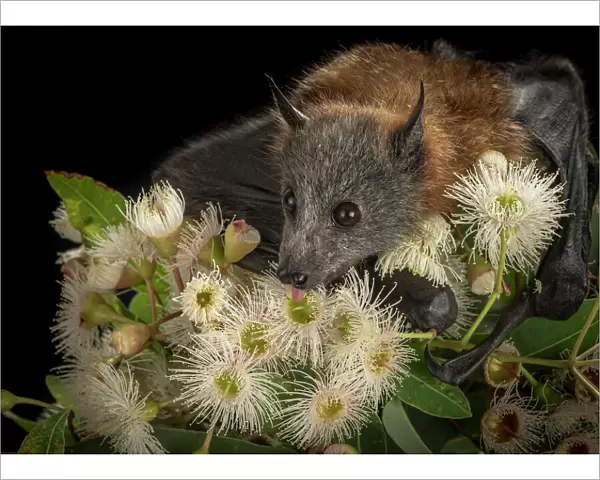 Rescued and orphaned Grey-headed Flying-fox (Pteropus poliocephalus) in captivity