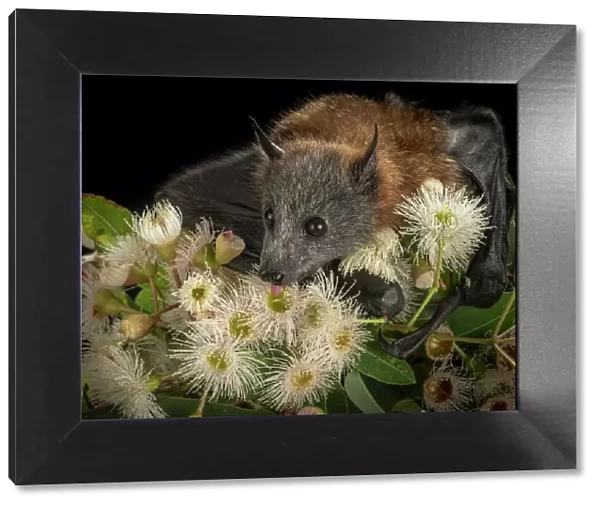 Rescued and orphaned Grey-headed Flying-fox (Pteropus poliocephalus) in captivity