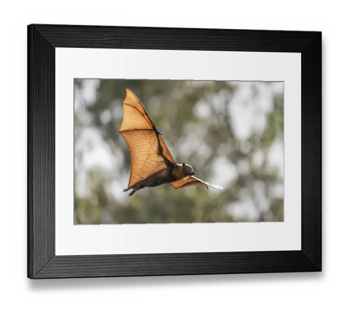 Framed Print : Grey-headed flying-fox (Pteropus poliocephalus) flying just before sunset. ašašYarra Bend Park Framed Print : Grey-headed flying-fox (Pteropus poliocephalus) flying just before sunset. ašašYarra Bend Park