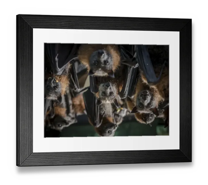 Framed Print : Portrait of rescued and rehabilitated Grey-headed flying-foxes (Pteropus poliocephalus) Framed Print : Portrait of rescued and rehabilitated Grey-headed flying-foxes (Pteropus poliocephalus)