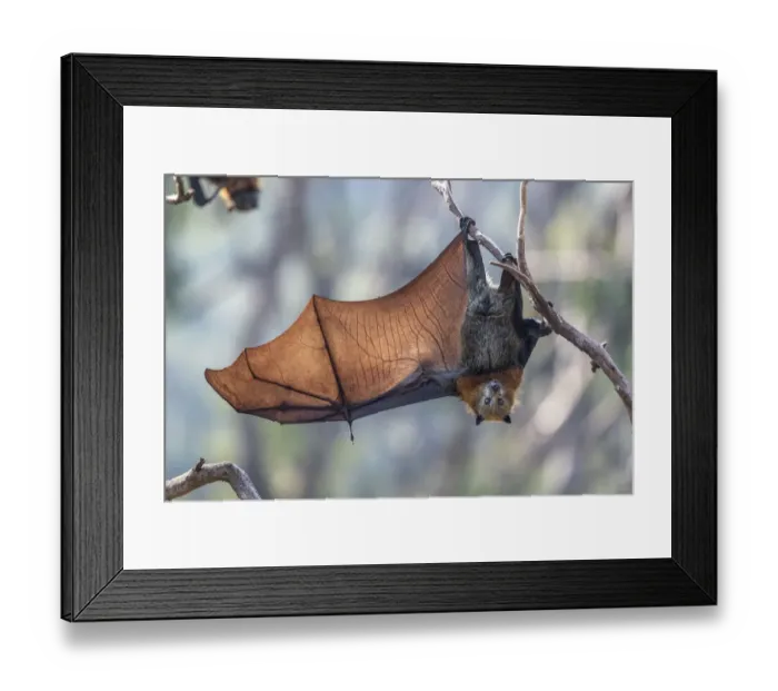 Framed Print : Grey-headed flying-fox (Pteropus poliocephalus) hanging from a branch with one wing spread Framed Print : Grey-headed flying-fox (Pteropus poliocephalus) hanging from a branch with one wing spread