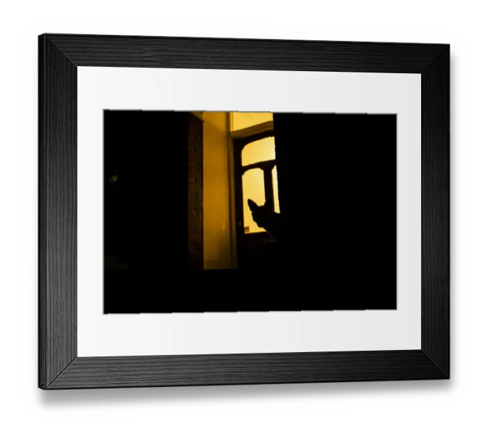 Framed Print : Red fox (Vulpes Vulpes) silhouetted in door to a house, North London, England, UK. June Framed Print : Red fox (Vulpes Vulpes) silhouetted in door to a house, North London, England, UK. June