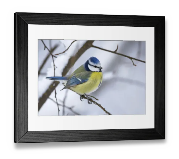 Framed Print : Blue tit (Parus caereleus) perched in snow, Kotka, Finland, January Framed Print : Blue tit (Parus caereleus) perched in snow, Kotka, Finland, January