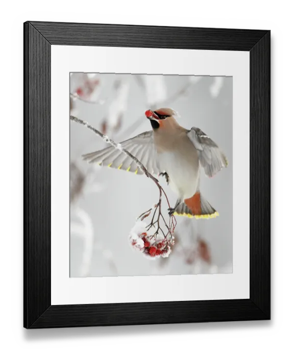 Framed Print : Waxwings (Bombycilla garrulus) feeding on snow covered Rowan (Sorbus) berries, whilst in flight, Kuusamo, Finland, Scandinavia, January. Magic Moments book plate Framed Print : Waxwings (Bombycilla garrulus) feeding on snow covered Rowan (Sorbus) berries, whilst in flight, Kuusamo, Finland, Scandinavia, January. Magic Moments book plate