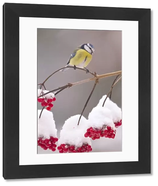 Blue Tit (Parus caeruleus) on Guelder Rose branch with red berries. Bavaria, Germany, December