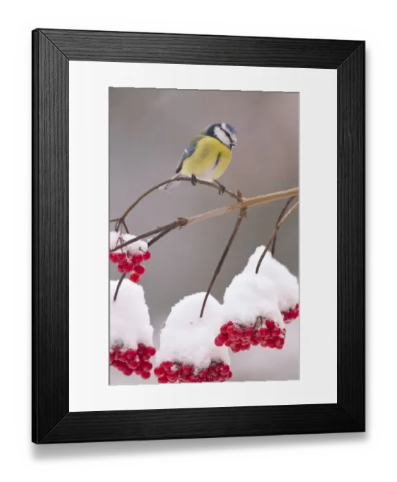 Framed Print : Blue Tit (Parus caeruleus) on Guelder Rose branch with red berries. Bavaria, Germany, December Framed Print : Blue Tit (Parus caeruleus) on Guelder Rose branch with red berries. Bavaria, Germany, December