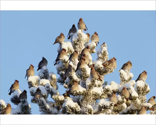 Waxwing (Bombicilla garrulus) flock on snow covered pine tree, Kuusamo, Finland, February