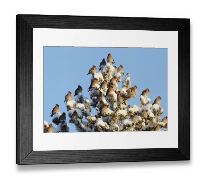 Framed Print : Waxwing (Bombicilla garrulus) flock on snow covered pine tree, Kuusamo, Finland, February Framed Print : Waxwing (Bombicilla garrulus) flock on snow covered pine tree, Kuusamo, Finland, February
