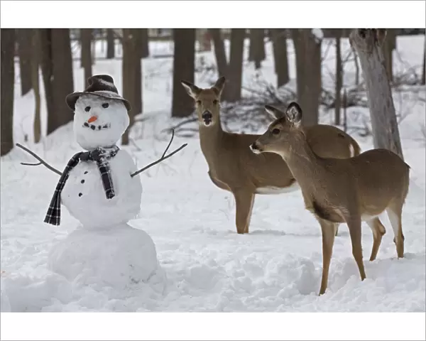 Male and female White-tailed deer (Odocoileus virginianus) with snowman, New York, USA, February