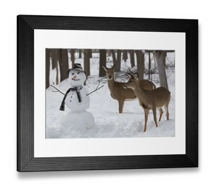 Framed Print : Male and female White-tailed deer (Odocoileus virginianus) with snowman, New York, USA, February Framed Print : Male and female White-tailed deer (Odocoileus virginianus) with snowman, New York, USA, February