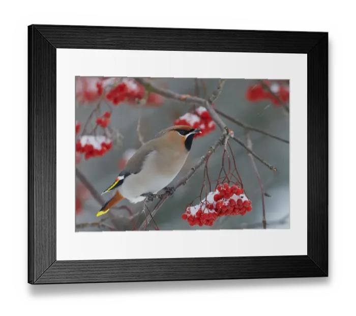 Framed Print : Waxwing (Bombycilla garrulus) perching near berries, Kuusamo, Finland, November Framed Print : Waxwing (Bombycilla garrulus) perching near berries, Kuusamo, Finland, November