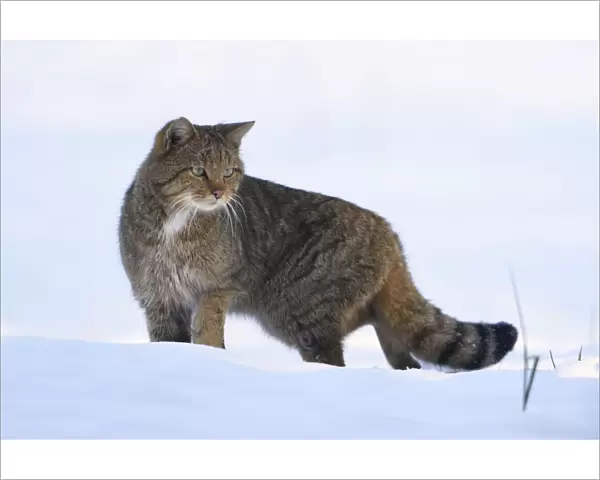 Wild cat (Felis sylvestris) in snow, Vosges, France, February