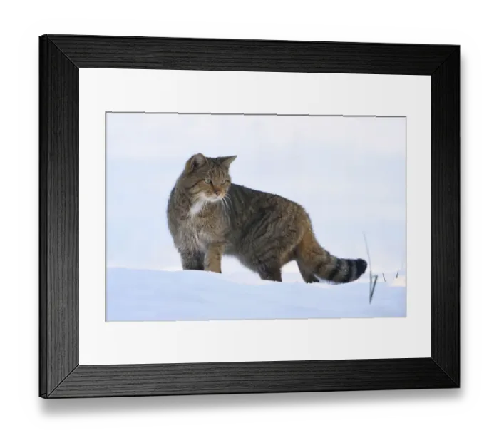 Framed Print : Wild cat (Felis sylvestris) in snow, Vosges, France, February Framed Print : Wild cat (Felis sylvestris) in snow, Vosges, France, February
